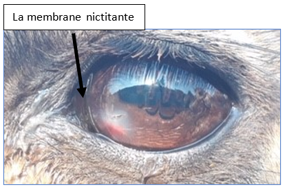 membrane nictitante